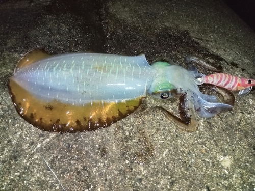 アオリイカの釣果