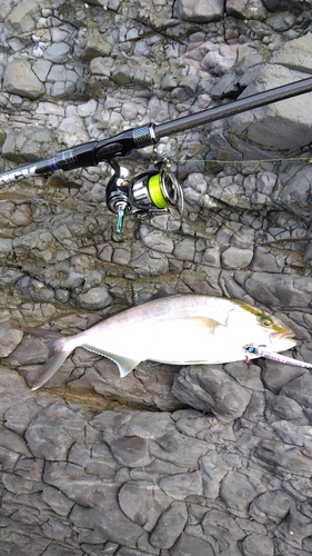 カンパチの釣果