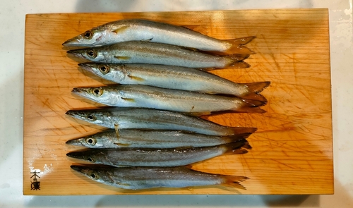 カマスの釣果