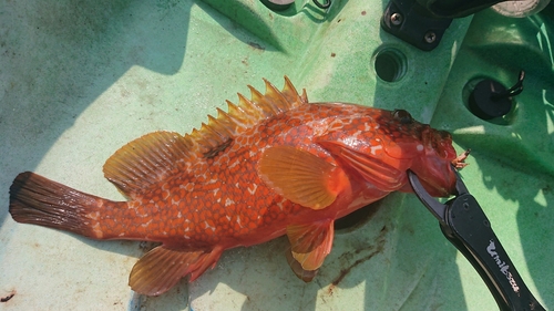 キジハタの釣果