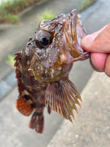 ガシラの釣果