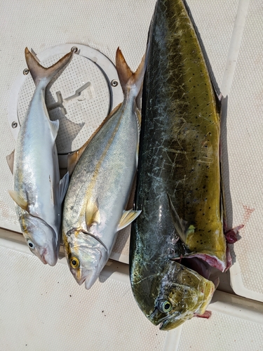 カンパチの釣果