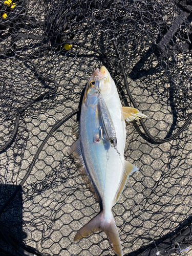 カンパチの釣果