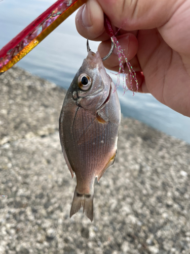 タナゴの釣果