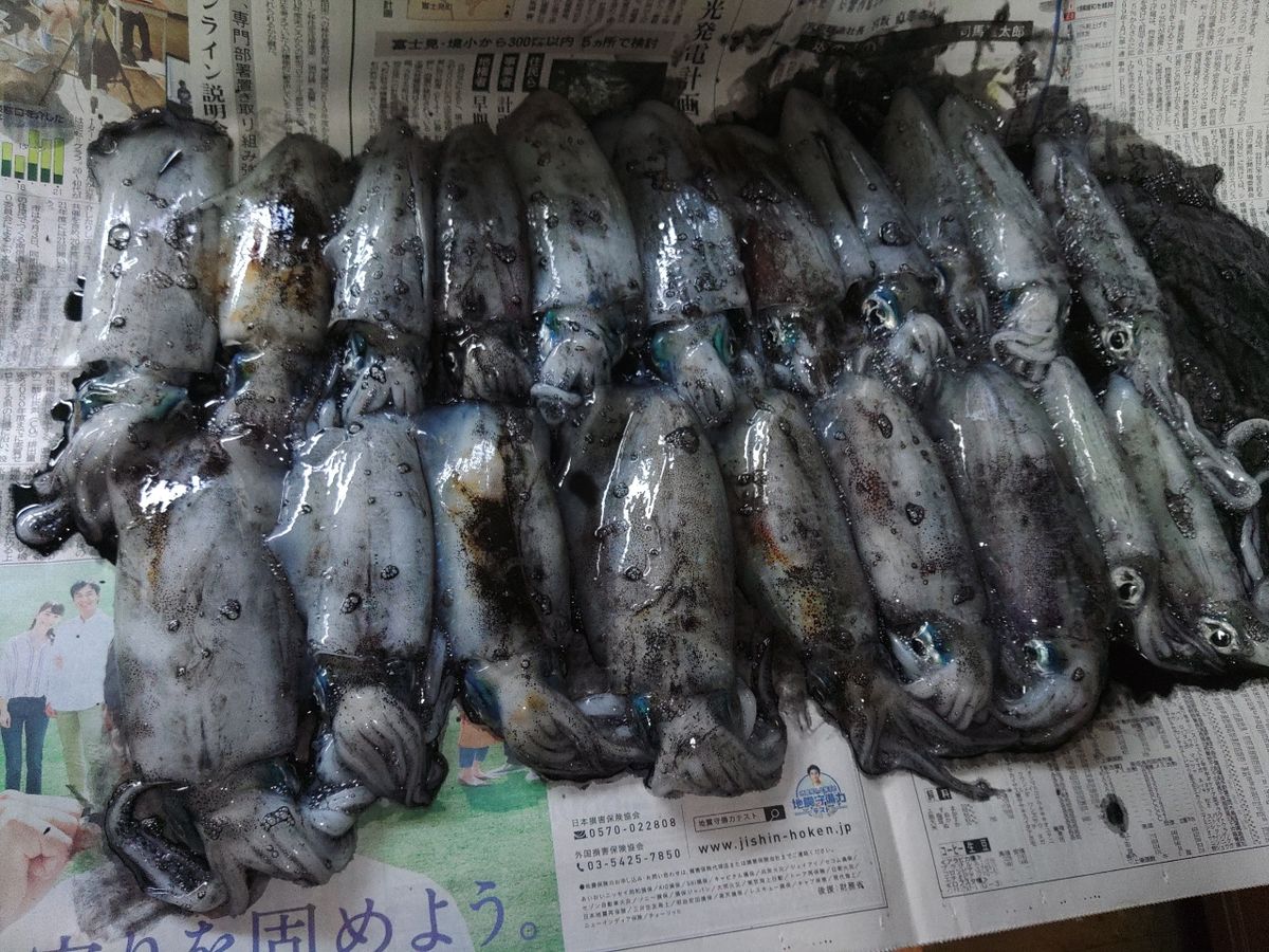 エムズさんの釣果 3枚目の画像