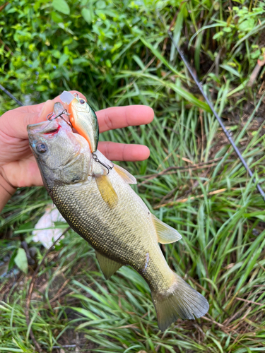 ブラックバスの釣果