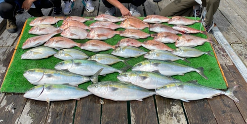 ワラサの釣果