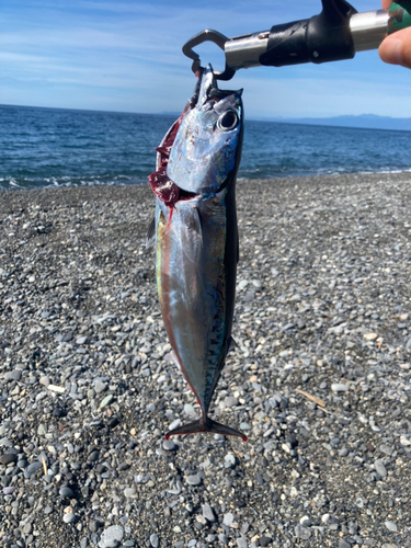 ソウダガツオの釣果