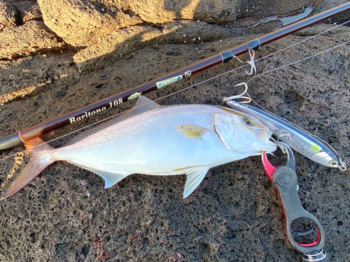 ネリゴの釣果