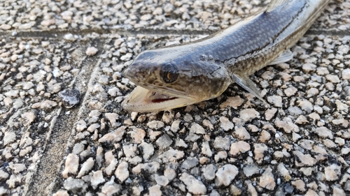 エソの釣果