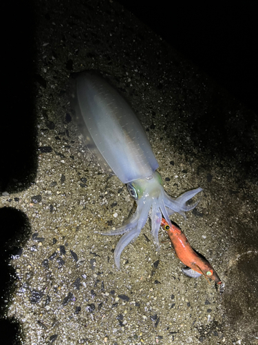 アオリイカの釣果