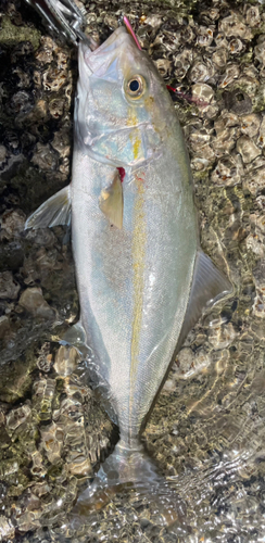 ショゴの釣果