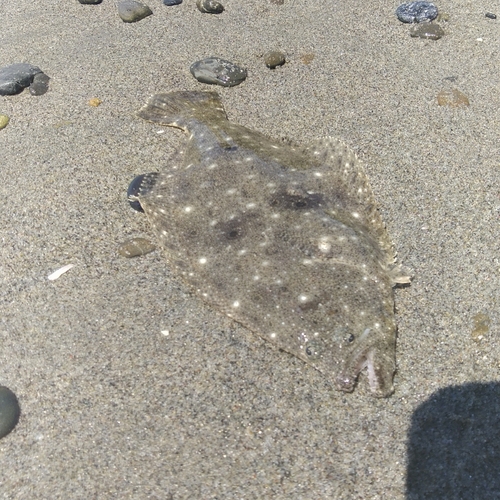 ソゲの釣果