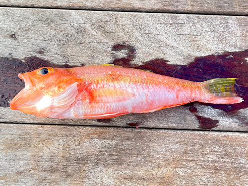 ヒメコダイの釣果