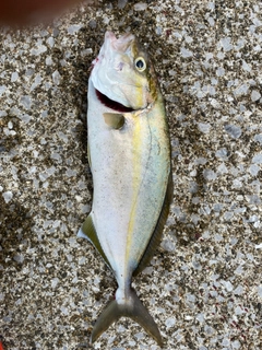 ショゴの釣果