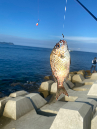 チャリコの釣果