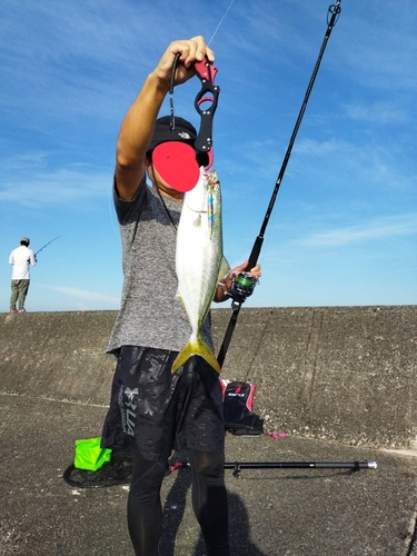 ハマチの釣果