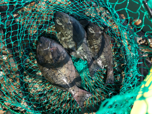 グレの釣果