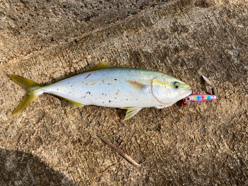 ツバイソの釣果