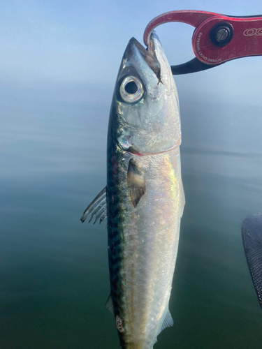 サバの釣果