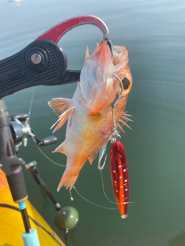 アカムツの釣果