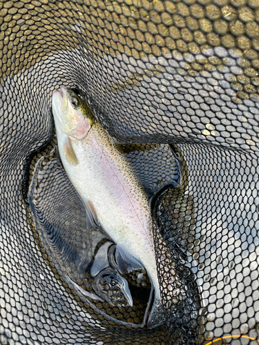 ニジマスの釣果