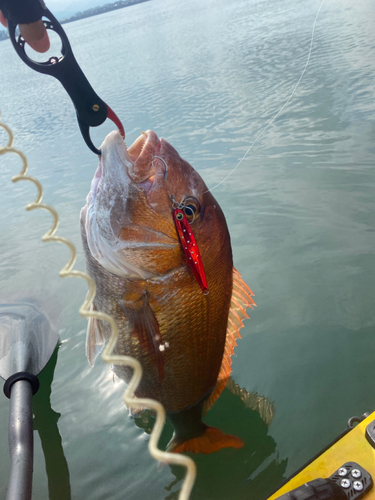 マダイの釣果