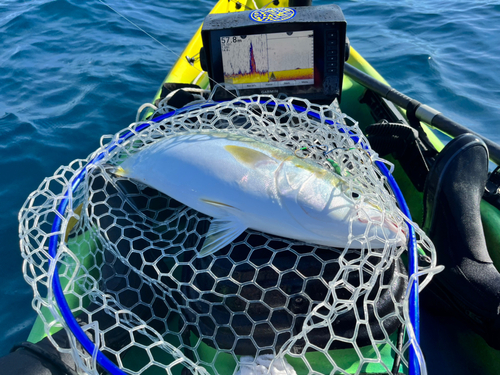 ブリの釣果