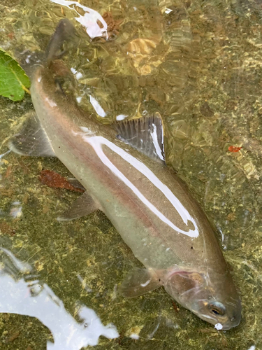 ホウライマスの釣果