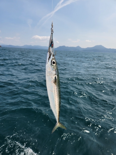 サバの釣果