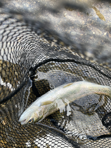 ニジマスの釣果