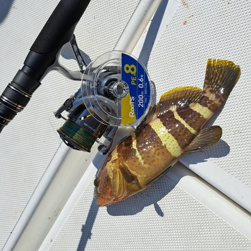 アコウの釣果