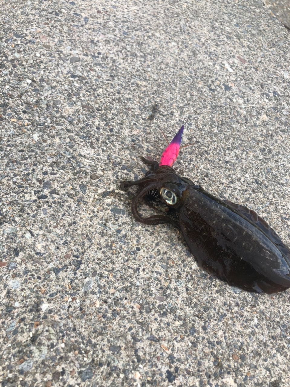アオリイカ