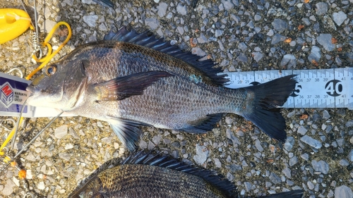 チヌの釣果