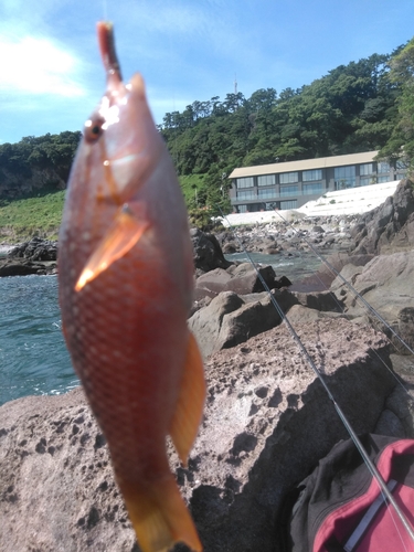 アカササノハベラの釣果