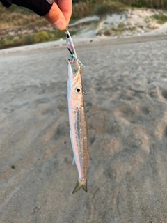 カマスの釣果