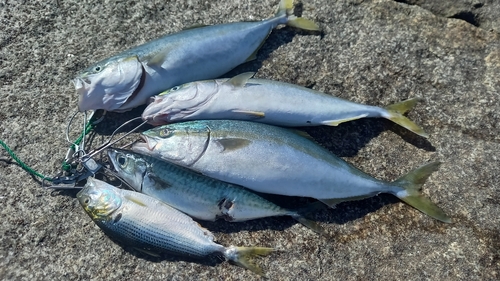 ブリの釣果