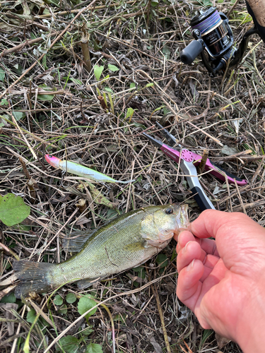 ブラックバスの釣果