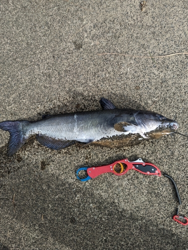 アメリカナマズの釣果