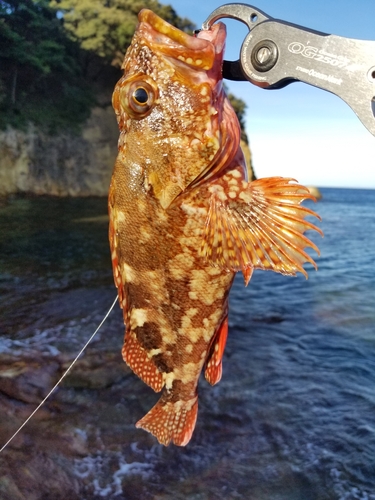 カサゴの釣果