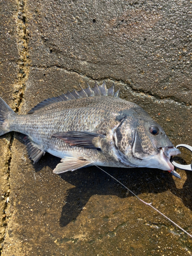 釣果