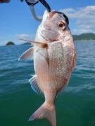 チャリコの釣果