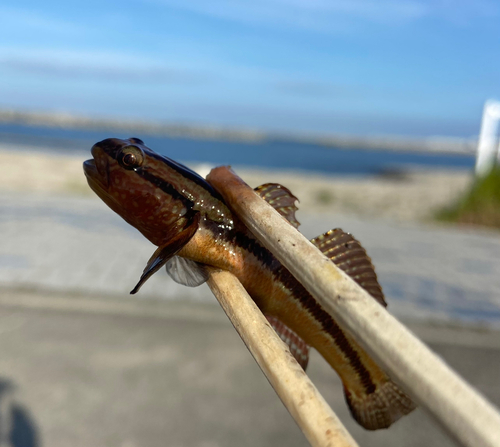 アカオビシマハゼの釣果