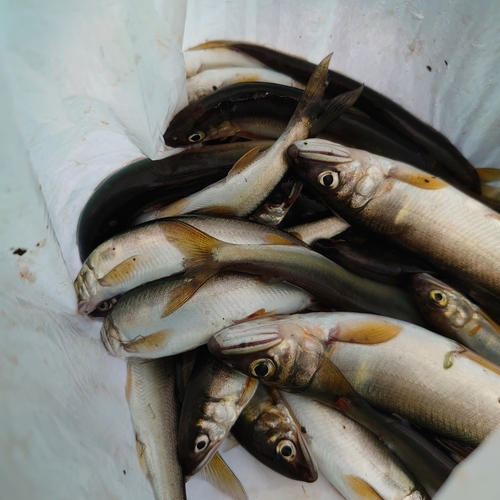 アユの釣果