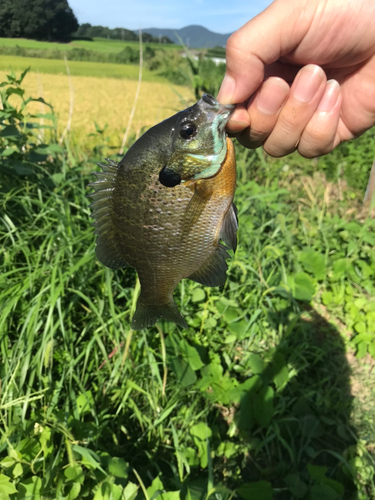 ブルーギルの釣果