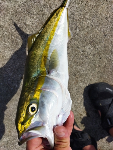 ハマチの釣果