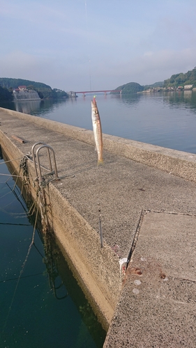 カマスの釣果