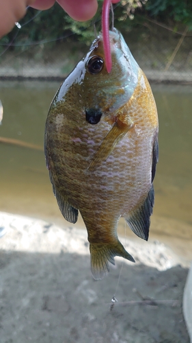 ブルーギルの釣果