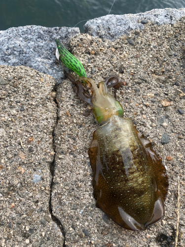 アオリイカの釣果