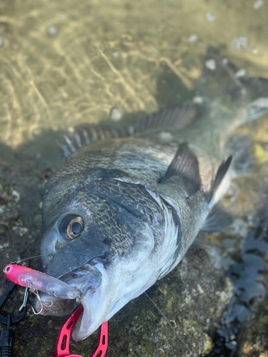 チヌの釣果